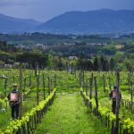 Cooperativa agricola e sociale Calafata (Arcidiocesi di Lucca, coinvolgendo i territori dei Comuni di Lucca e Capannori • Lucca)